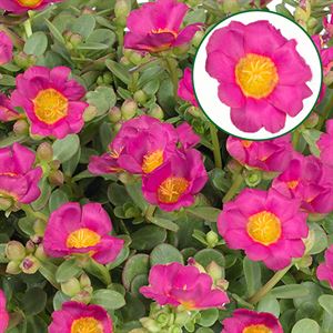 Afbeelding van Portulaca P12 Fuchsia